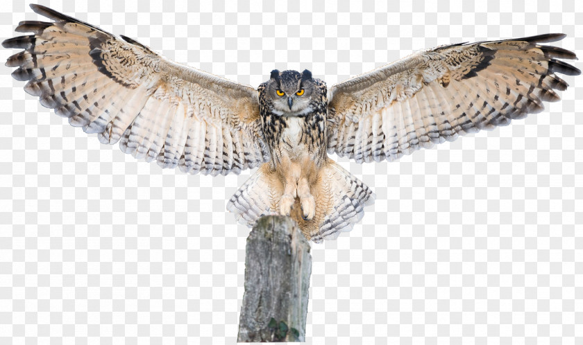 Owl Bird Of Prey Hawk Buzzard PNG