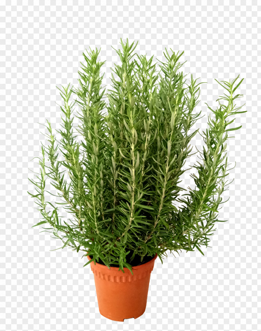 Rosemary Plant Herb Flowerpot Shrub PNG