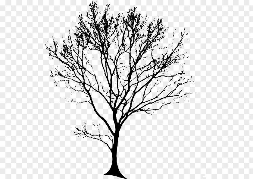 Tree Drawing Oak Line Art Clip PNG