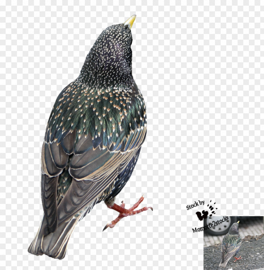 Bird Beak Common Starling PNG