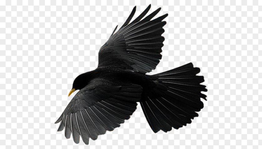 Bird Flight Common Raven Vector Graphics Crow PNG