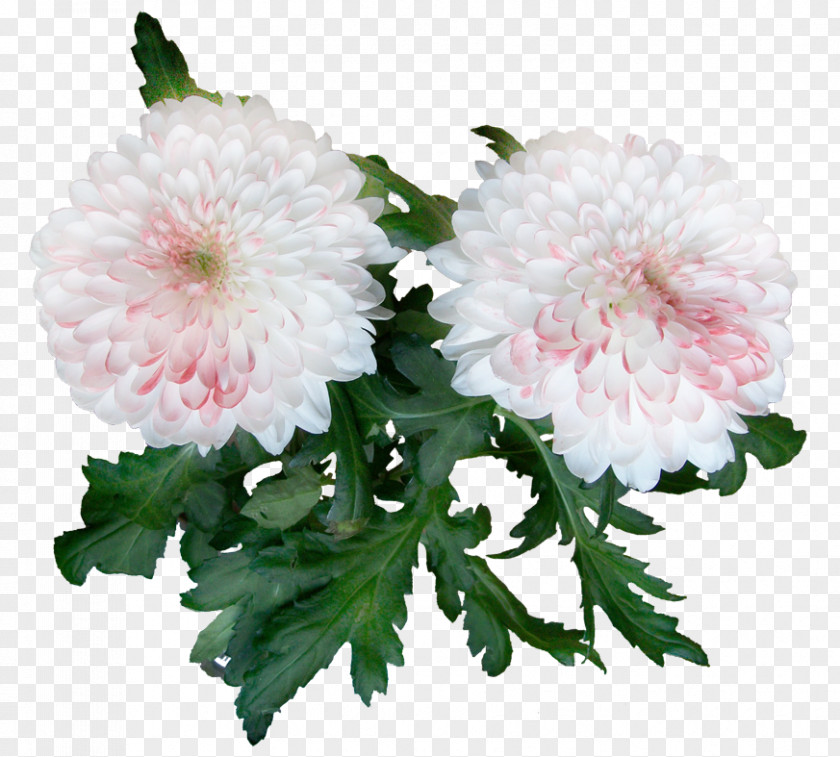 Chrysanthemum Woman Love Cut Flowers Joy PNG