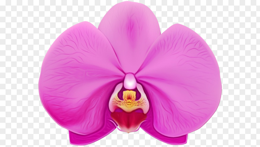 Flowering Plant Petal Moth Orchid Pink Violet Flower PNG