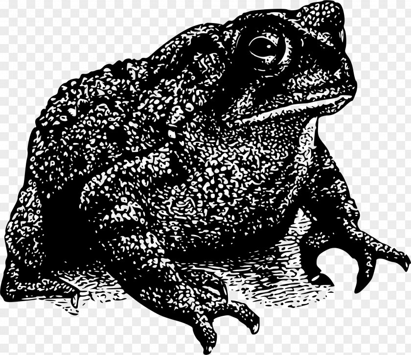 Frog Amphibian Toad Clip Art PNG