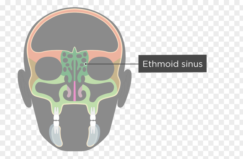 Skull Ethmoid Sinus Bone Paranasal Sinuses Maxilla PNG