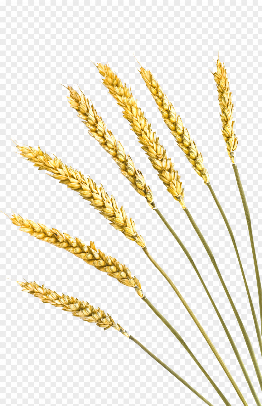 Wheat Einkorn Rye Bread Cereal Barley Crop PNG