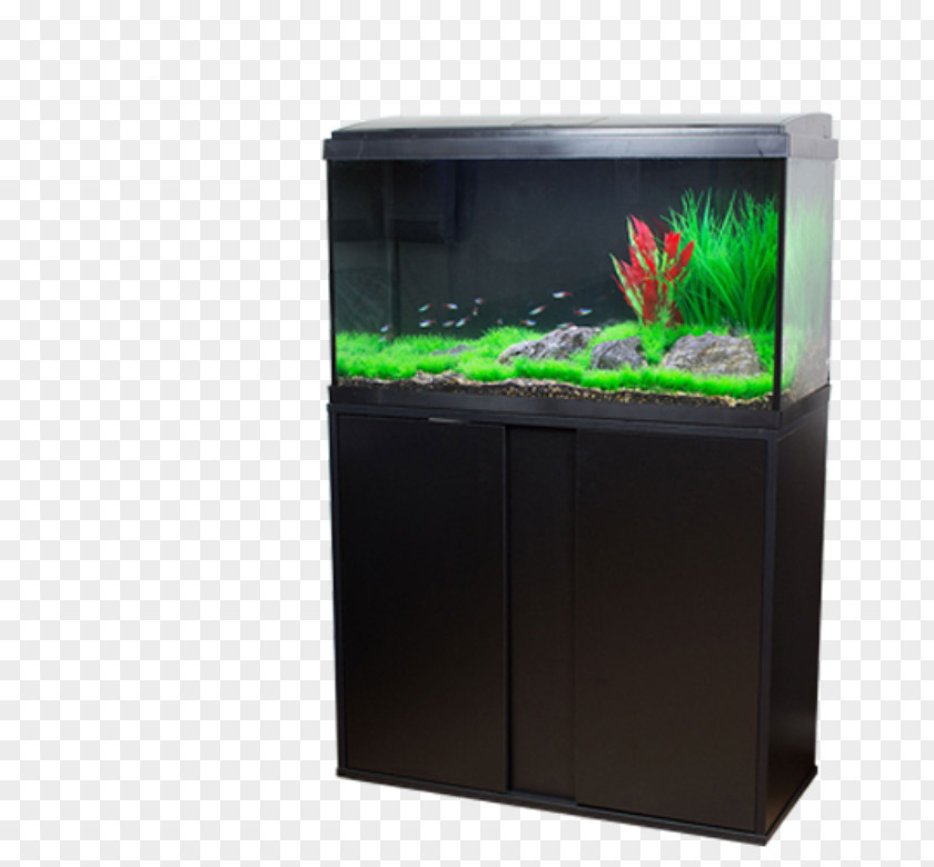 Aqua Aquarium Freshwater Discovery Aquatics Tropical Fish Aquascaping PNG