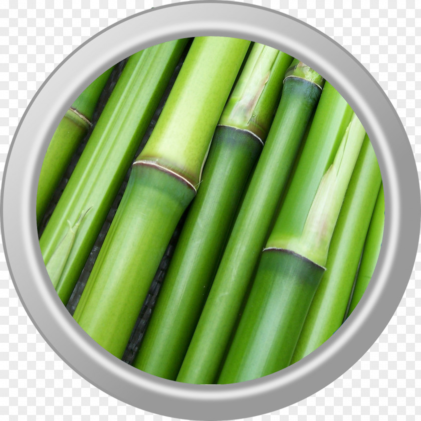 Bamboo Image Plants Stock.xchng Photograph PNG
