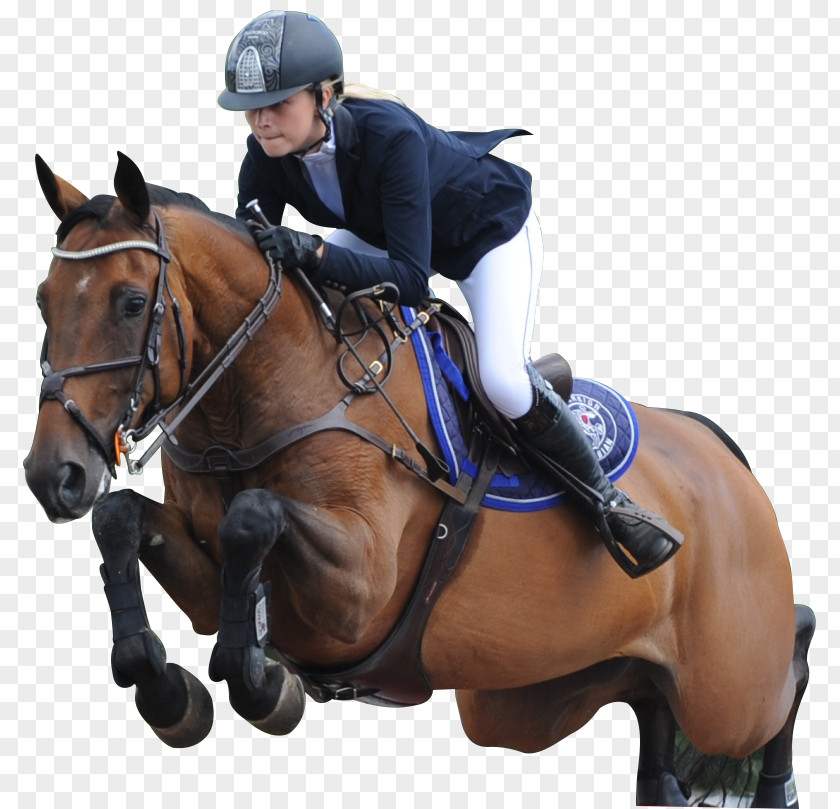 Bans Graphic Show Jumping Equestrian Stallion Eventing AES PNG
