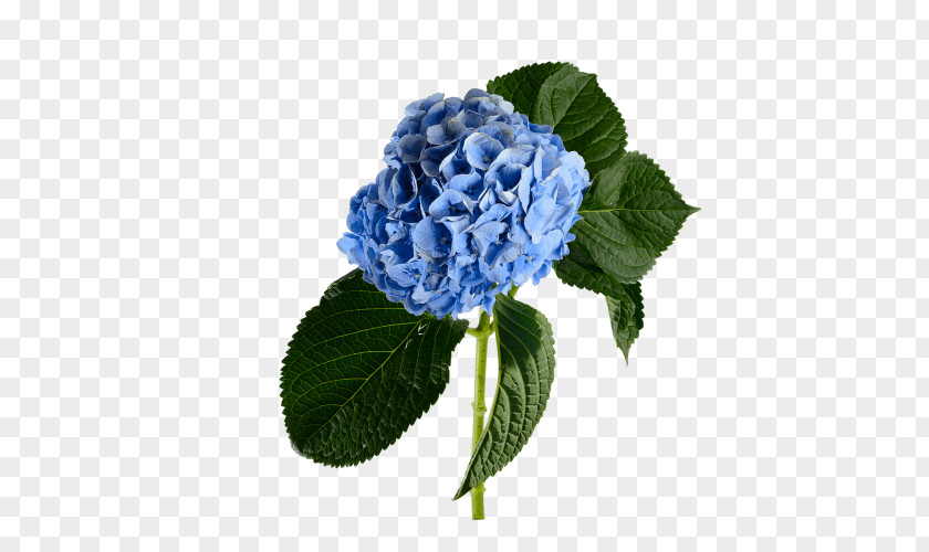 Blue Hydrangea Cut Flowers Herbaceous Plant Plants PNG
