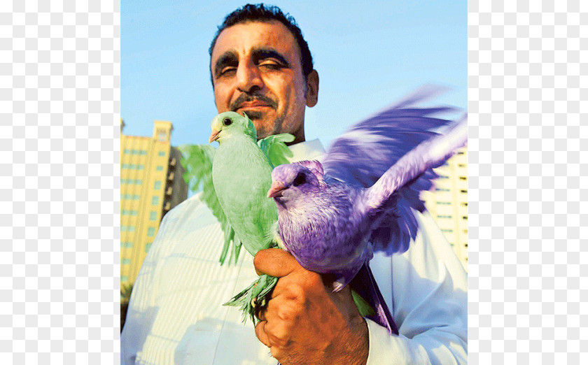 Mohammed Ali George Washington University Graduate School Of Education And Human Development Sharjah Animal Market Parrot Pet PNG