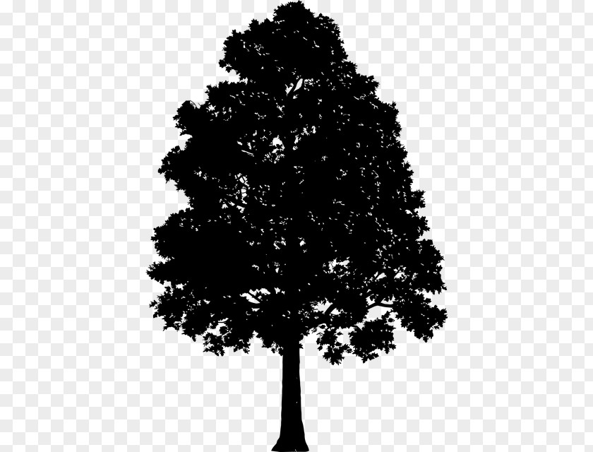 Tree Drawing Silhouette Clip Art PNG