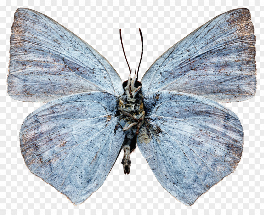 Butterfly Lycaenidae Nymphalidae Pieridae Bombycidae PNG