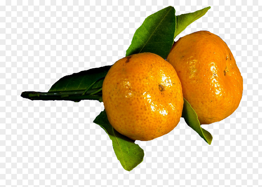 Lemon Clementine Mandarin Orange Rangpur Tangerine Tangelo PNG