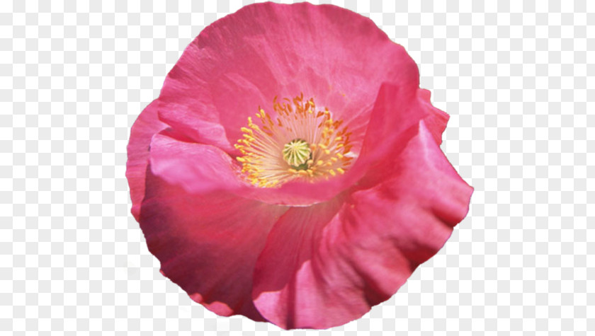 Poppy Flower Clip Art PNG