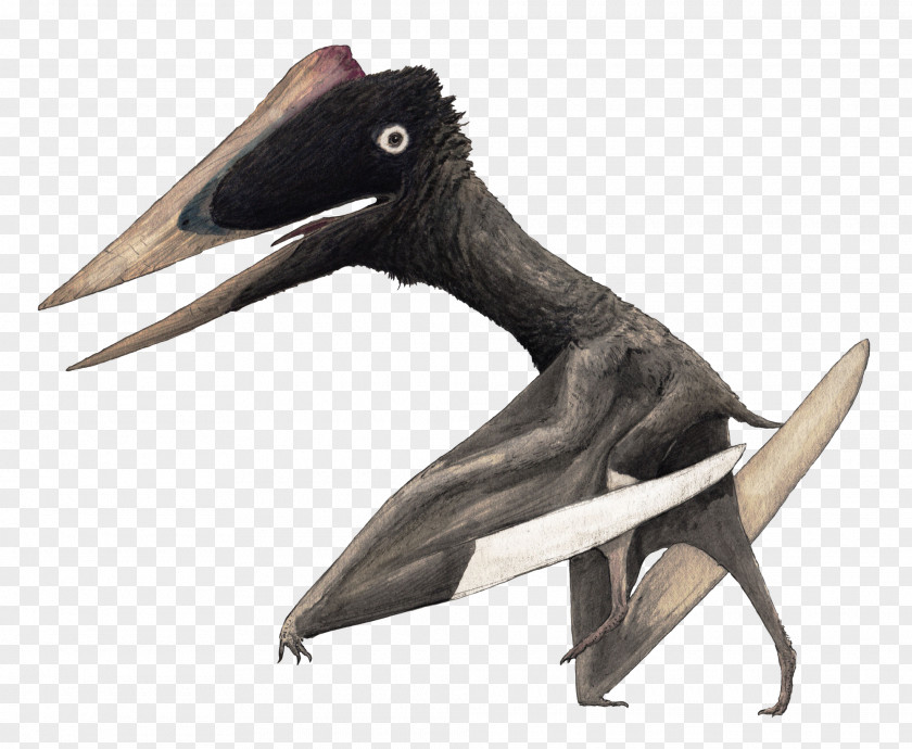 Dinosaur Hatzegopteryx Quetzalcoatlus Eurazhdarcho Arambourgiania Aralazhdarcho PNG