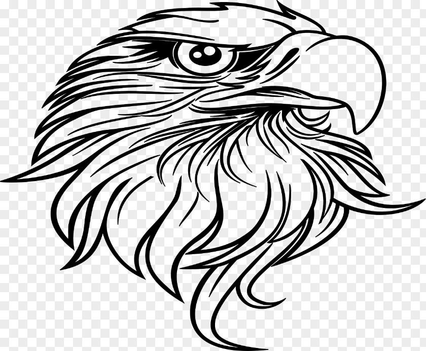 Eagle Bald Drawing Black-and-white Hawk-eagle Clip Art PNG