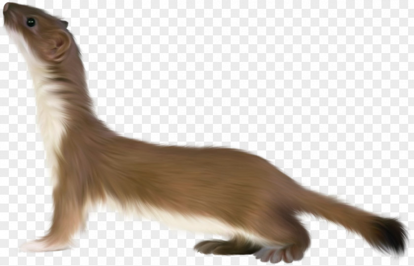 Ferret Otter Stoat Clip Art PNG