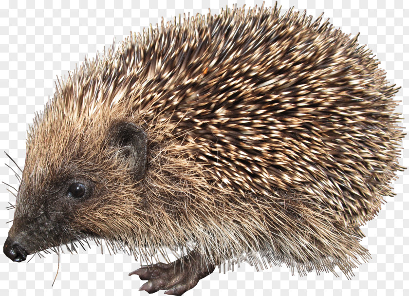 Hedgehog European Clip Art PNG
