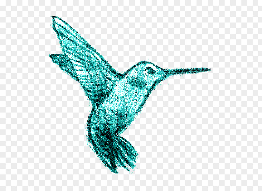 Hummingbird Beak Wing Fauna PNG