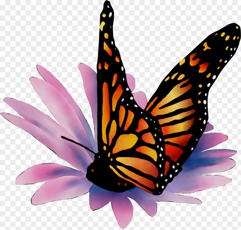 Monarch Butterfly Brush-footed Butterflies Pieridae Tiger Milkweed PNG