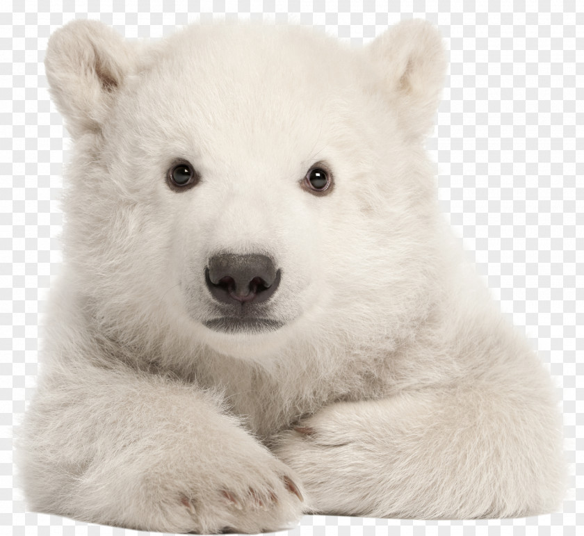 Polar Bear My First Baby Animals Arctic American Black Stock Photography PNG