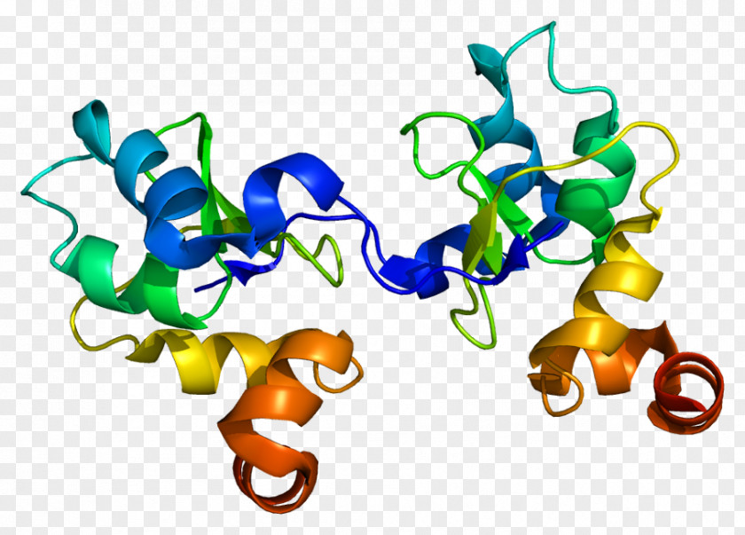 Protein Baculoviral IAP Repeat-containing 3 Inhibitor Of Apoptosis Gene PNG