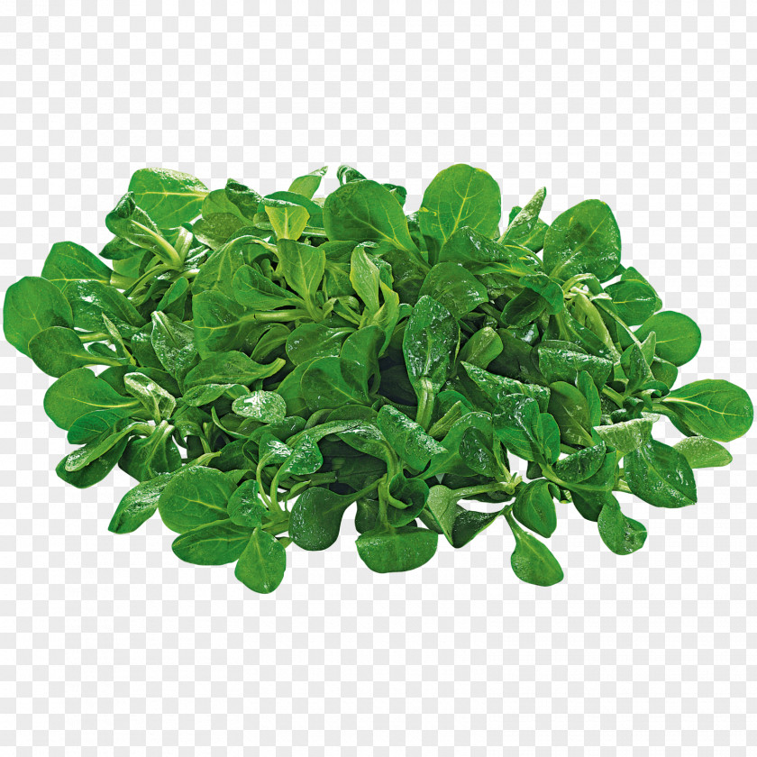 Salate Corn Salad REWE Group Leaf Vegetable Online Grocer PNG