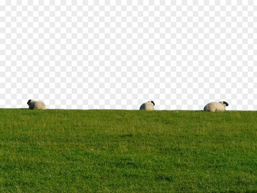 Sheep Cattle Grassland Fodder Hay PNG