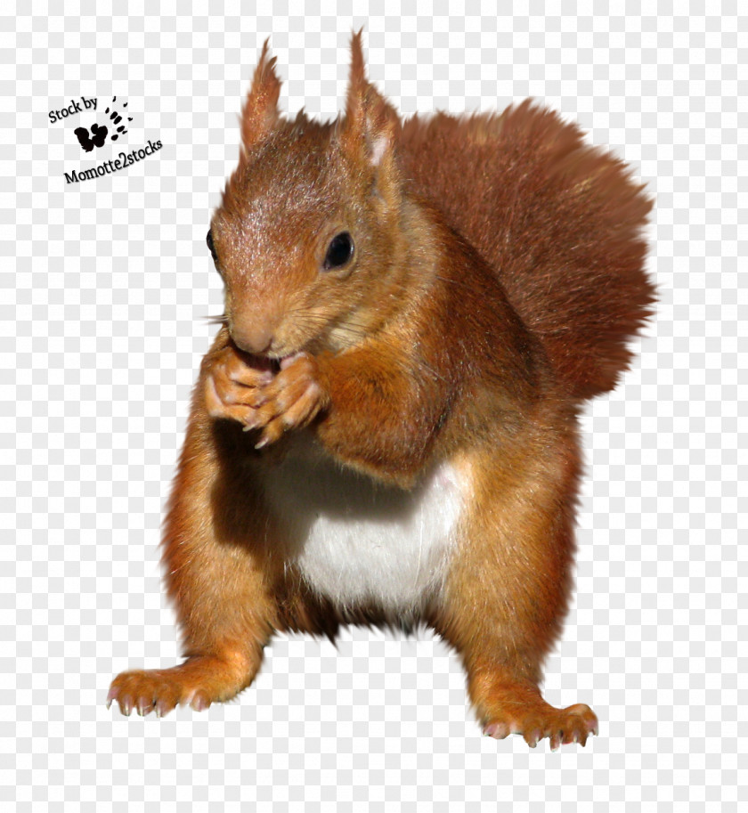 Squirrel Rodent Chipmunk PNG