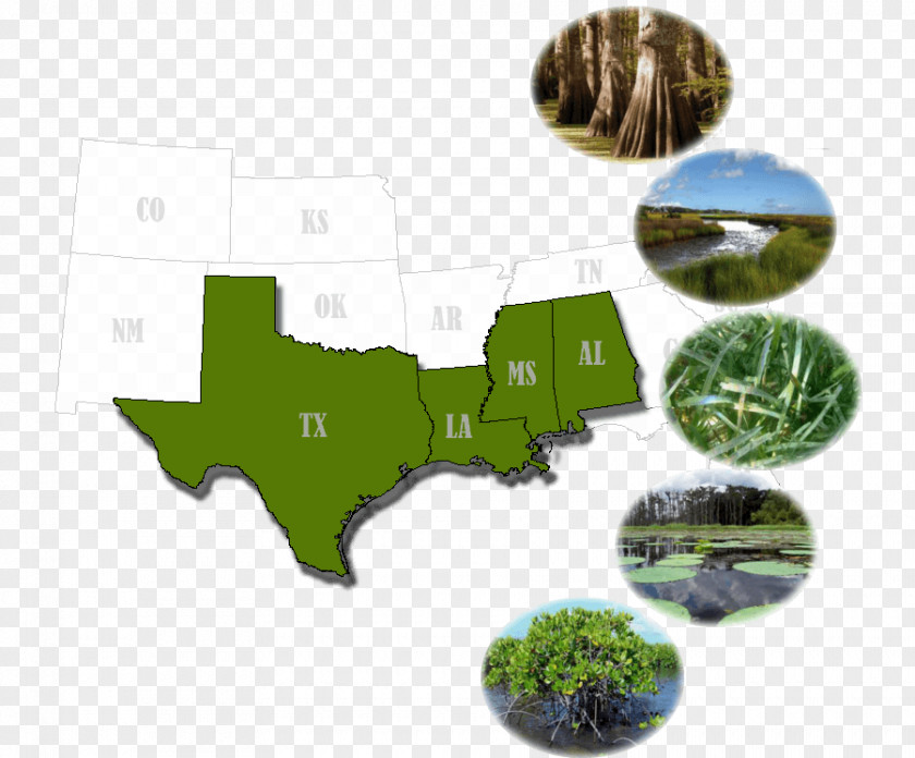 Wetland Plants Texas A&M Health Science Center Chart Map Hurricane Harvey Company PNG