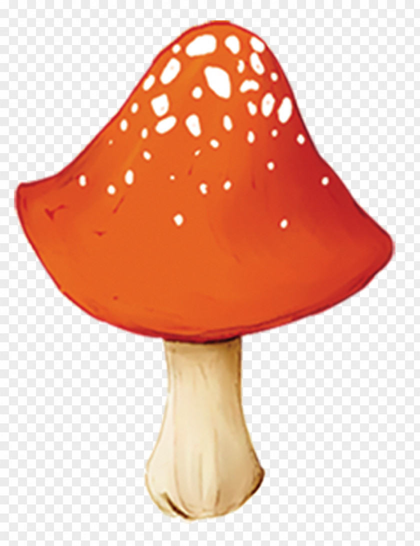 Wild Mushroom Teacher Orange Fungus PNG