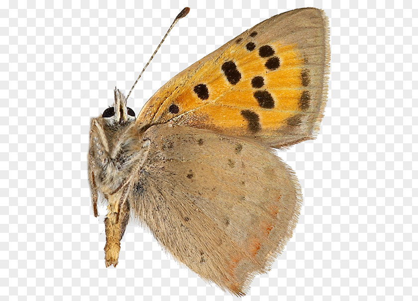 Hepialidae Gossamer-winged Butterflies Brush-footed Small Copper Brown House Moth Silkworm PNG