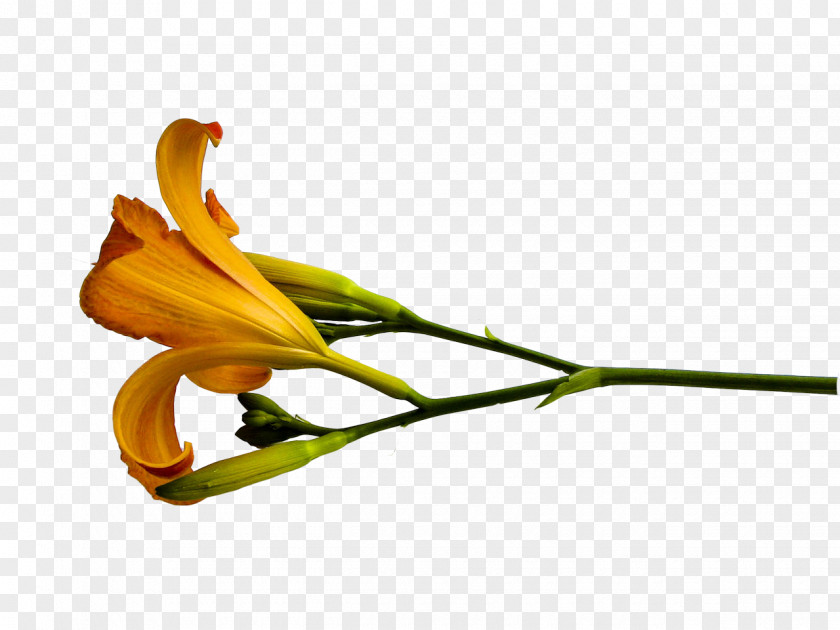 Lily Flower Lilium Painting Clip Art PNG