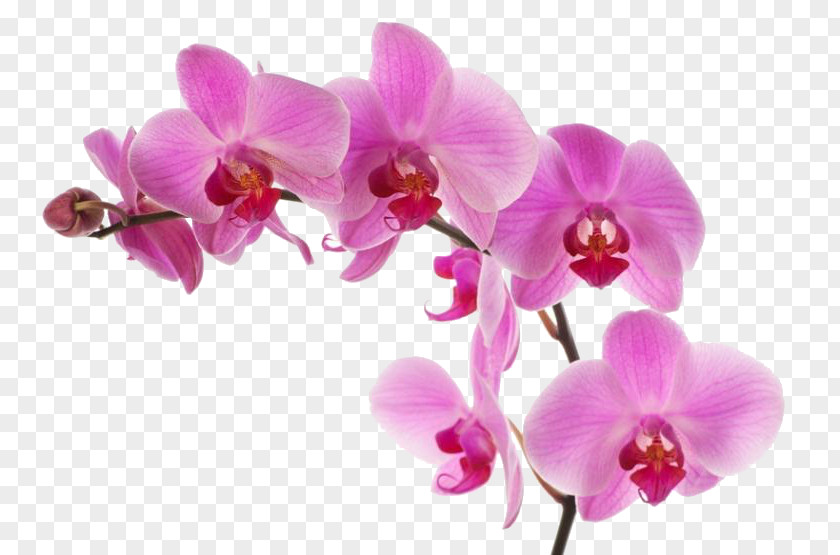 Phalaenopsis Equestris Pink M Moth Orchids RTV PNG