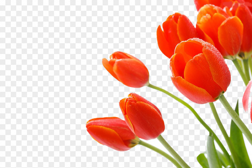 Photography,HD,tulip Tulip Cut Flowers PNG