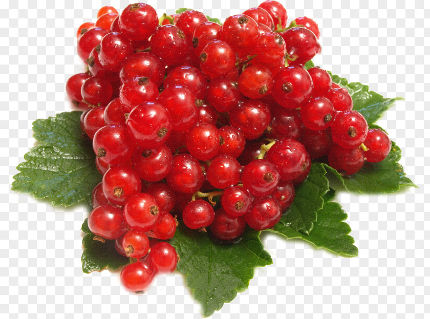 Redcurrant Red Wine Berry Fruit PNG