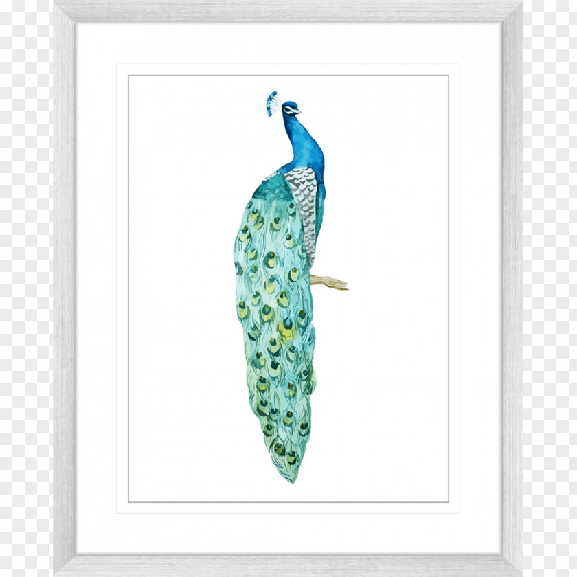 Bird Watercolor Asiatic Peafowl Photography Feather PNG