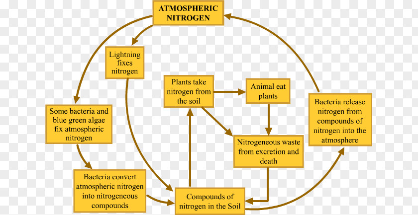 Calvin Cycle Examples Nitrogen Wiring Diagram Microorganism Electrical Wires & Cable PNG