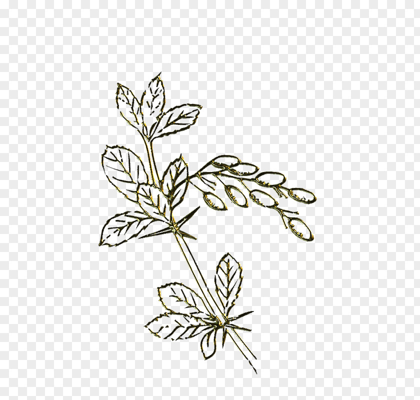 Mentha Stamp Plant Stem Insect Cut Flowers Leaf Line PNG