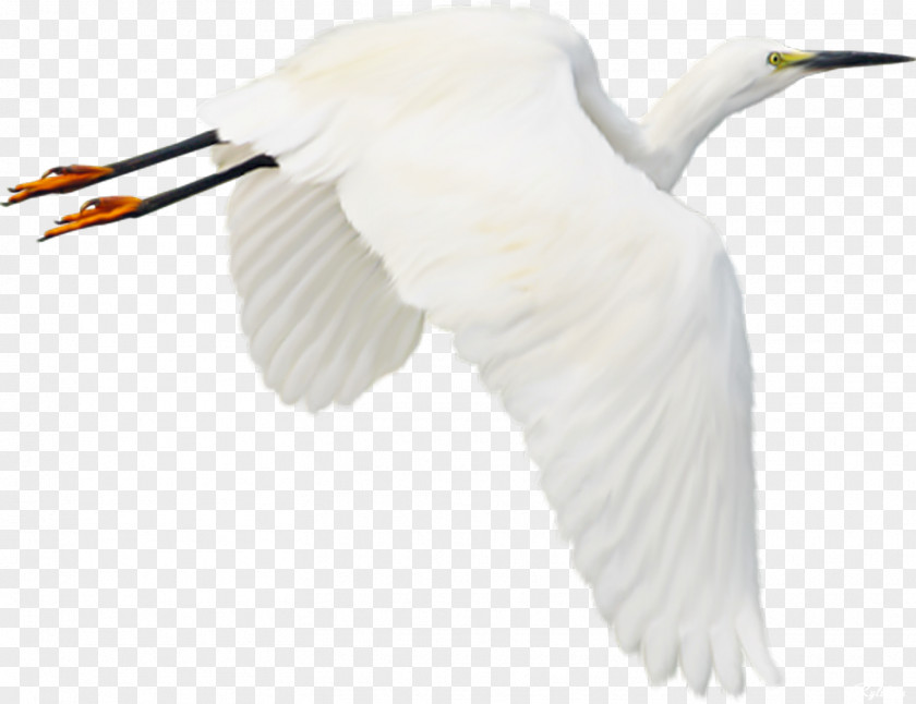Bird Stork Clip Art PNG