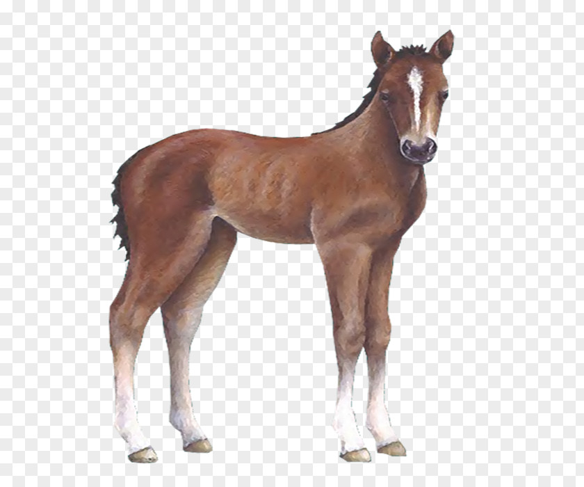 Caballo Horse Foal Colt Wall Decal Sticker PNG