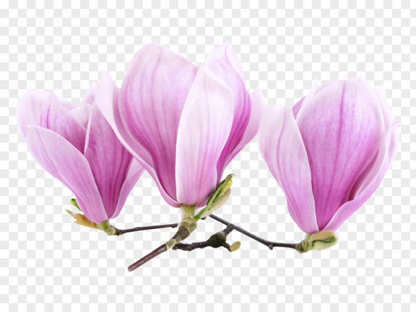 Flower Magnolia Sticker Mural Painting PNG