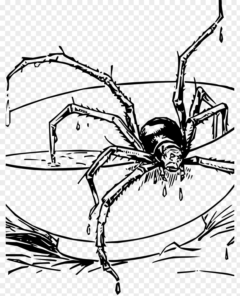 Spider Spider-Man Coloring Book Tarantula Web PNG