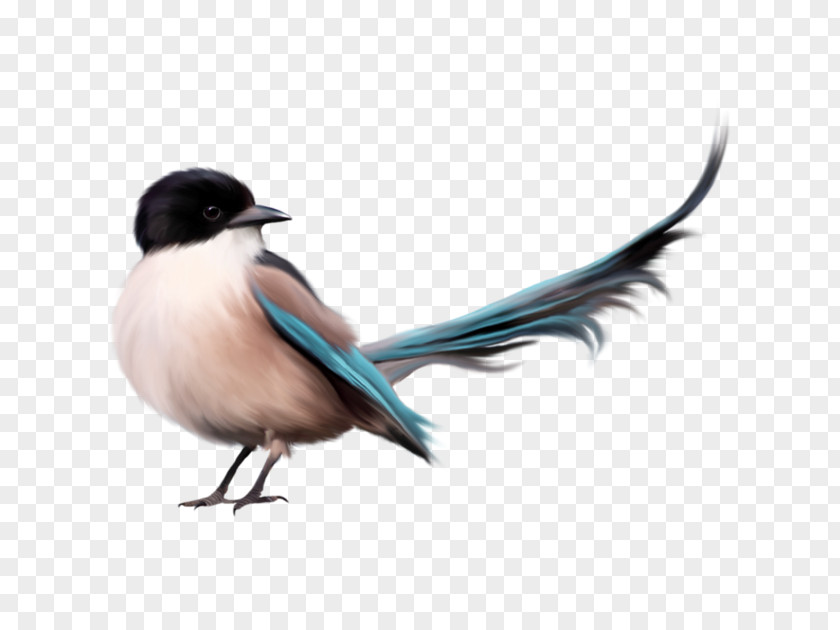 Bird Button Parrot Clip Art Openclipart PNG