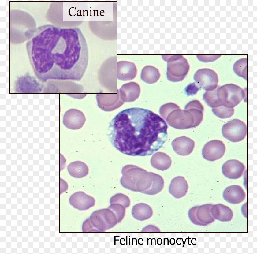 Blood Monocyte Hematology Monocytosis Dog PNG