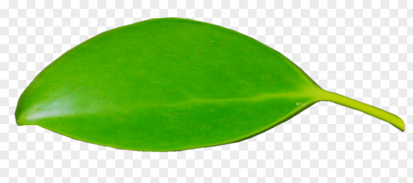 Leaf PNG