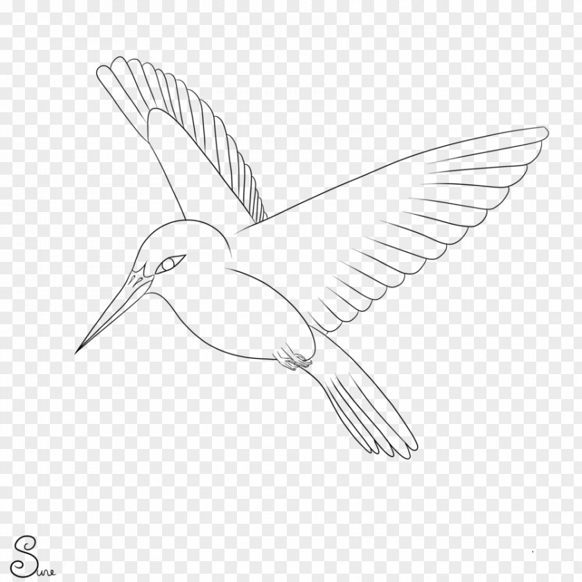 Line Drawing Bird Monochrome Black And White PNG