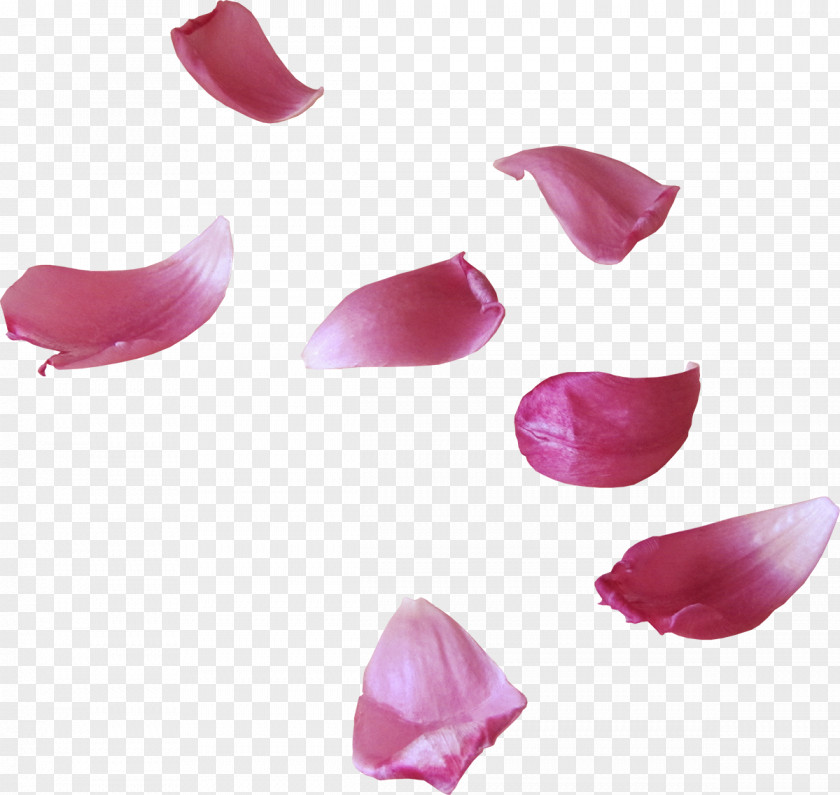 Petals Petal Flower Clip Art PNG