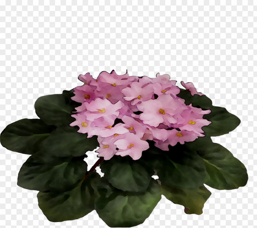 Primrose Violet Pink M Annual Plant Plants PNG